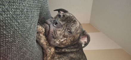 Süßer Englische Bulldogge Boxer Mix