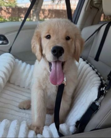 Golden Retriever Welpen