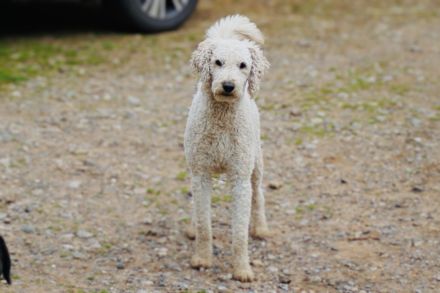 Labradoodle F1B Welpen suchen ihre Familie