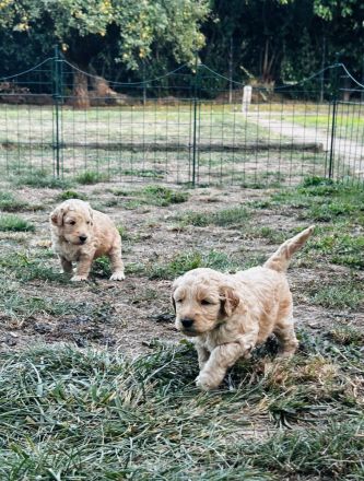 Labradoodle F1B Welpen suchen ihre Familie