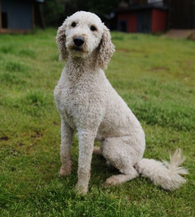 Labradoodle F1B Welpen suchen ihre Familie