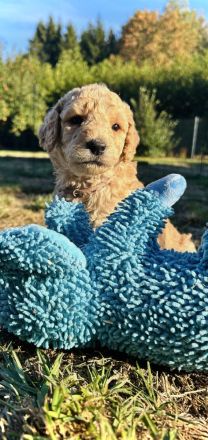 Labradoodle F1B Welpen suchen ihre Familie