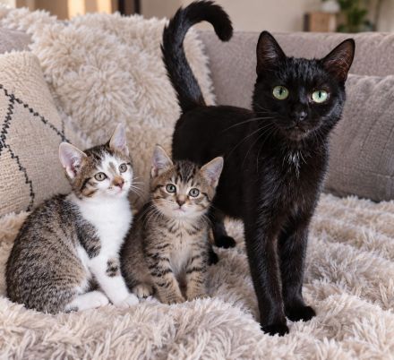 Kitten suchen ab Oktober ihre neue Familie