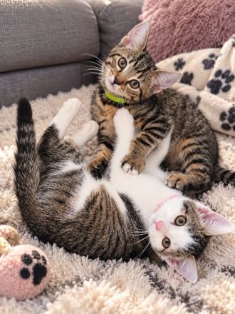 Kitten suchen ab Oktober ihre neue Familie