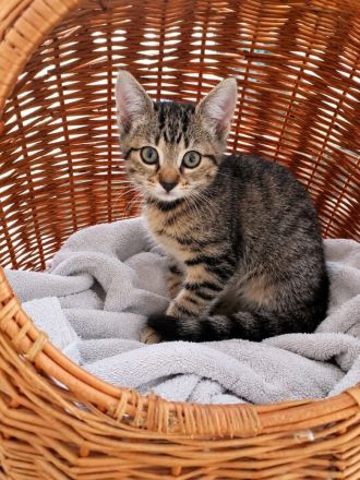Kitten suchen ab Oktober ihre neue Familie