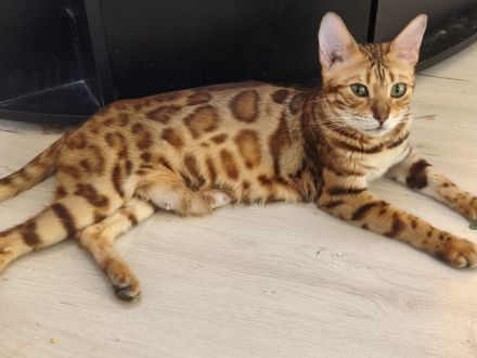 Wunderschöne Bengalkatze mit Stammbaum