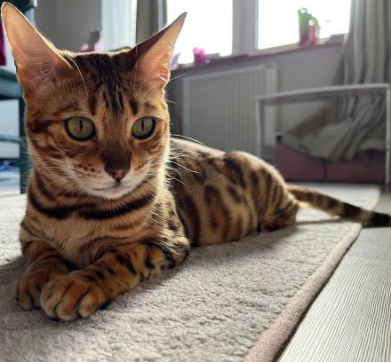 Wunderschöne Bengalkatze mit Stammbaum