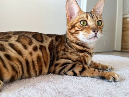 Wunderschöne Bengalkatze mit Stammbaum