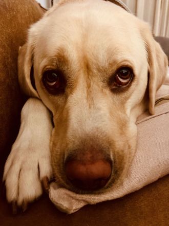 Lieber Labrador sucht umständehalber ein neues Zuhause