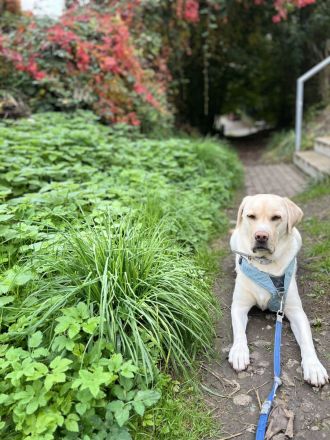 Lieber Labrador sucht umständehalber ein neues Zuhause