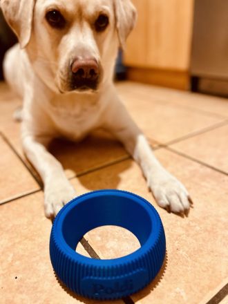 Lieber Labrador sucht umständehalber ein neues Zuhause