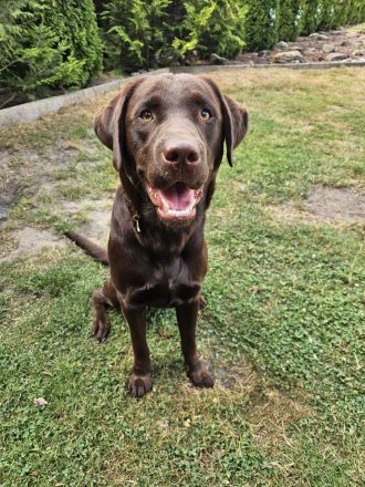 Intelligenter 12 Monate alter Labrador sucht liebevolles neues Zuhause