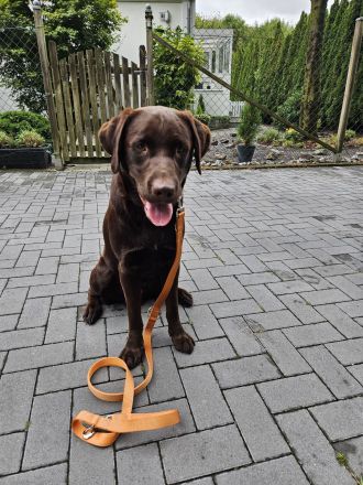 Intelligenter 12 Monate alter Labrador sucht liebevolles neues Zuhause