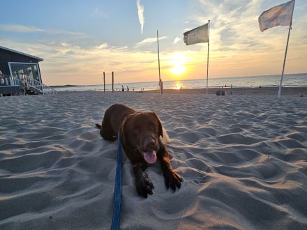 Intelligenter 12 Monate alter Labrador sucht liebevolles neues Zuhause