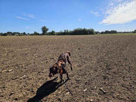 Intelligenter 12 Monate alter Labrador sucht liebevolles neues Zuhause