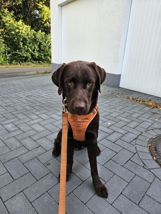 Intelligenter 12 Monate alter Labrador sucht liebevolles neues Zuhause
