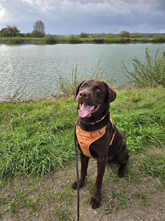 Intelligenter 12 Monate alter Labrador sucht liebevolles neues Zuhause