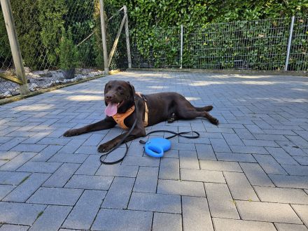 Intelligenter 12 Monate alter Labrador sucht liebevolles neues Zuhause