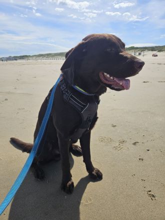 Intelligenter 12 Monate alter Labrador sucht liebevolles neues Zuhause
