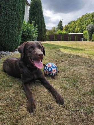 Intelligenter 12 Monate alter Labrador sucht liebevolles neues Zuhause