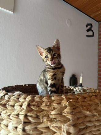 4 Süße Bengal Kitten suchen Ihr Zuhause