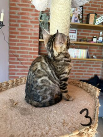 4 Süße Bengal Kitten suchen Ihr Zuhause
