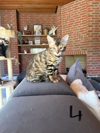 4 Süße Bengal Kitten suchen Ihr Zuhause