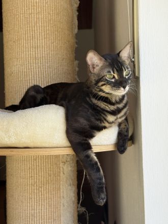 4 Süße Bengal Kitten suchen Ihr Zuhause