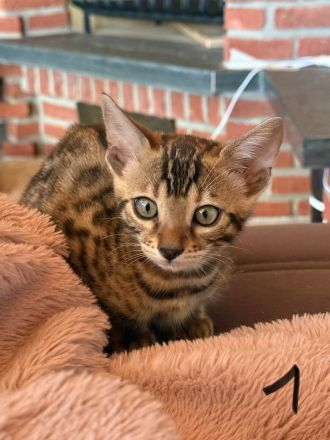 4 Süße Bengal Kitten suchen Ihr Zuhause