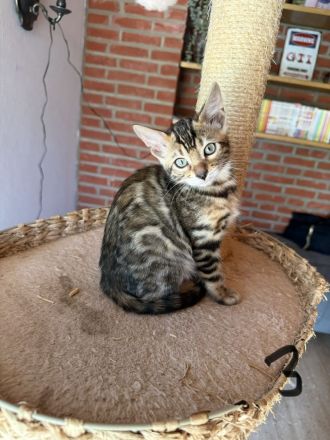 4 Süße Bengal Kitten suchen Ihr Zuhause