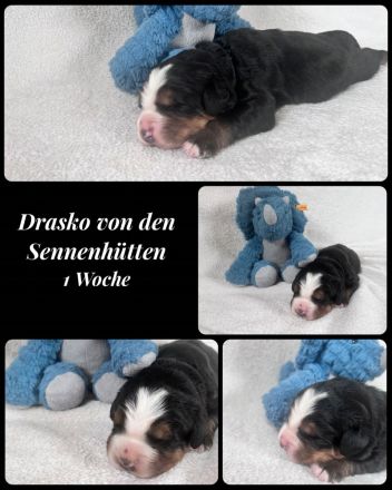 Berner Sennen Welpen