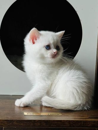 Britisch-Kurzhaar-Katzen zu verkaufen