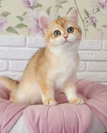 Britisch-Kurzhaar-Katzen zu verkaufen