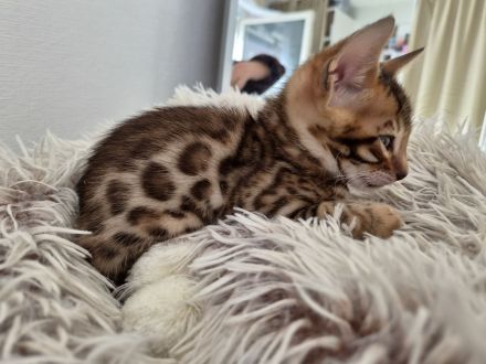 Wunderschöne Bengalkitten-1 Kater & 1 Katze reservierbar