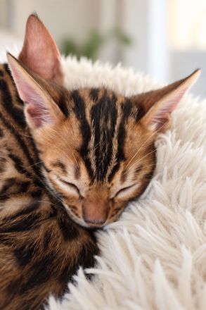 Wunderschöne Bengalkitten-1 Kater & 1 Katze reservierbar