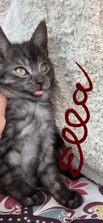 Zuckersůsse Seelenkitten BKH Siam