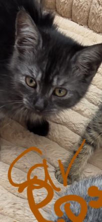 Zuckersůsse Seelenkitten BKH Siam