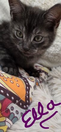 Zuckersůsse Seelenkitten BKH Siam