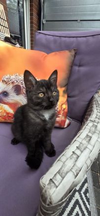 Zuckersůsse Kitten BKH Siamtabby