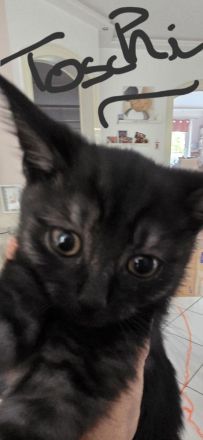 Zuckersůsse Seelenkitten BKH Siam