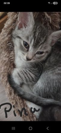 Zuckersůsse Kitten BKH Siamtabby