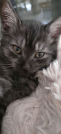 Zuckersůsse Kitten BKH Siamtabby