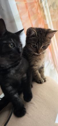 Zuckersůsse Kitten BKH Siamtabby