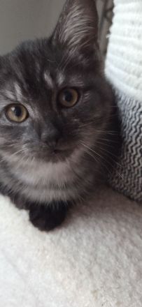 Zuckersůsse Kitten BKH Siamtabby