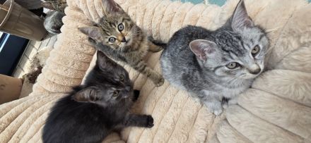 Zuckersůsse Seelenkitten BKH Siam