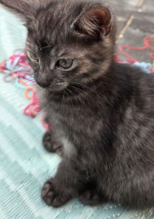 Zuckersůsse Seelenkitten BKH Siam