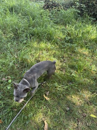 Weibliche Französische Bulldogge
