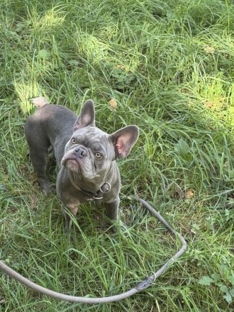 Weibliche Französische Bulldogge