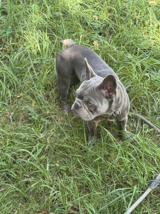 Weibliche Französische Bulldogge