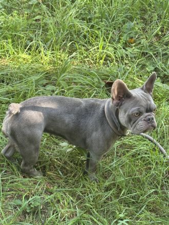 Weibliche Französische Bulldogge